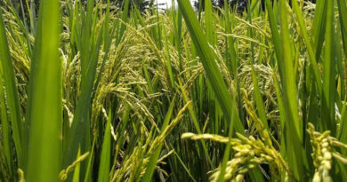 EPA Opens Comment Period on Iptriazopyrid, Novel Rice Herbicide From Nissan Chemical
