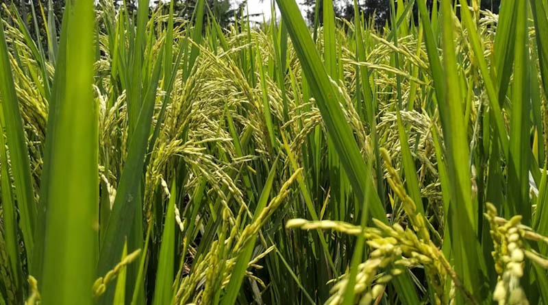 EPA Opens Comment Period on Iptriazopyrid, Novel Rice Herbicide From Nissan Chemical