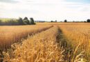 Early Heat Waves Hit Wheat Yields Hardest, Spanish Field Study Finds