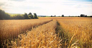 Early Heat Waves Hit Wheat Yields Hardest, Spanish Field Study Finds
