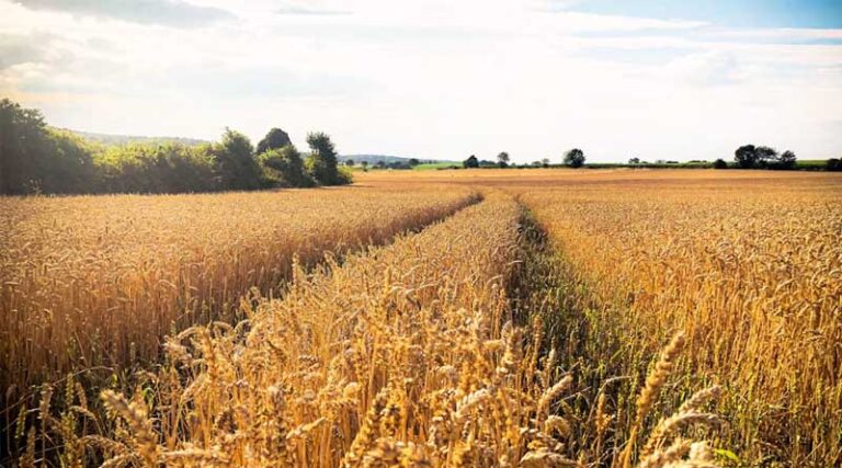 Early Heat Waves Hit Wheat Yields Hardest, Spanish Field Study Finds