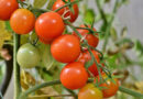 Electrostatic Field Treatment Shown to Strengthen Tomato Seedlings Without Chemicals