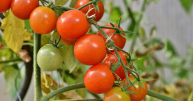 Electrostatic Field Treatment Shown to Strengthen Tomato Seedlings Without Chemicals