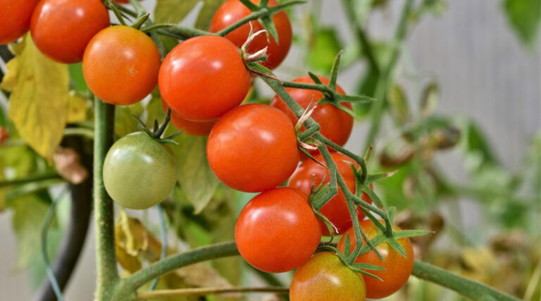 Electrostatic Field Treatment Shown to Strengthen Tomato Seedlings Without Chemicals