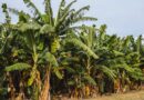 Embrapa Identifies Gene Target for Banana Fusarium Wilt Resistance