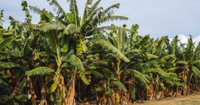 Embrapa Identifies Gene Target for Banana Fusarium Wilt Resistance