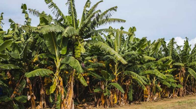 Embrapa Identifies Gene Target for Banana Fusarium Wilt Resistance