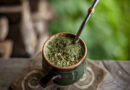 Embrapa Releases Four New Yerba Mate Cultivars, Some Yielding Up to 24 Tonnes a Hectare