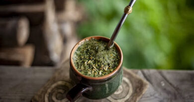 Embrapa Releases Four New Yerba Mate Cultivars, Some Yielding Up to 24 Tonnes a Hectare
