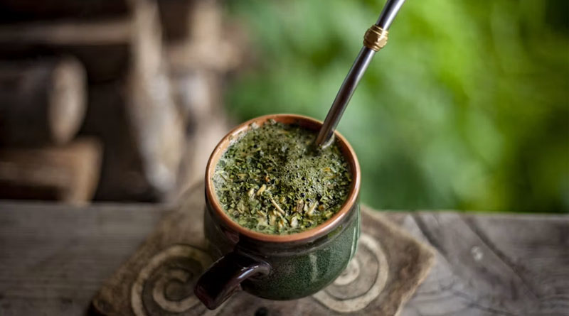Embrapa Releases Four New Yerba Mate Cultivars, Some Yielding Up to 24 Tonnes a Hectare