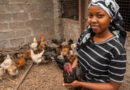 Empowering Women In Business Through Improved Chicken In Tanzania