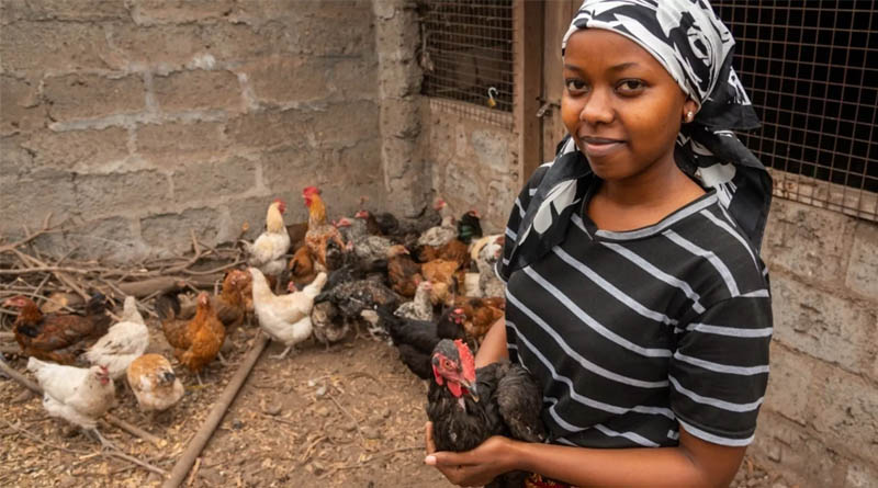 Empowering Women In Business Through Improved Chicken In Tanzania