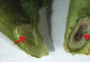 Eyes In The Paddock Detecting Fusarium Wilt Of Chickpea