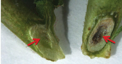 Eyes In The Paddock Detecting Fusarium Wilt Of Chickpea