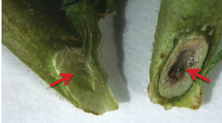 Eyes In The Paddock Detecting Fusarium Wilt Of Chickpea