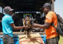 FAO Emergency Food Production Support Helps Vulnerable Haitian Families Produce Food And Meet Urgent Needs