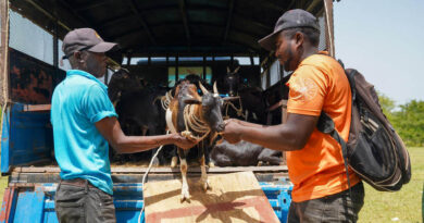 FAO Emergency Food Production Support Helps Vulnerable Haitian Families Produce Food And Meet Urgent Needs
