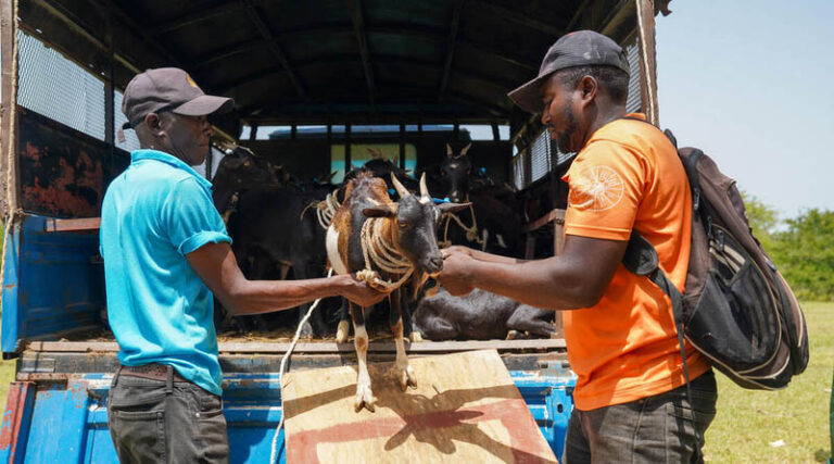FAO Emergency Food Production Support Helps Vulnerable Haitian Families Produce Food And Meet Urgent Needs