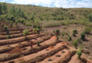 FAO Report Restoring Forests And Landscapes Is Critical To Meeting Global Food Security And Development Goals