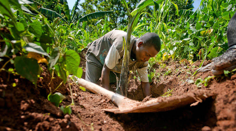 FAO Warns of Worsening Soil Degradation as Global Adoption of Sustainable Practices Lags