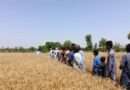 Fertilize Right, Emit Less A Climate-Smart Pathway for Pakistan