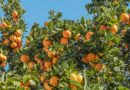 Florida Growers Order 300,000 Gene-Edited Trees to Fight Citrus Greening