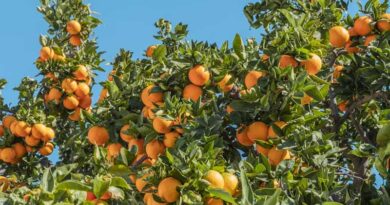 Florida Growers Order 300,000 Gene-Edited Trees to Fight Citrus Greening
