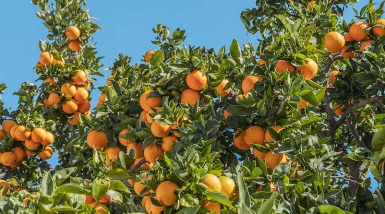 Florida Growers Order 300,000 Gene-Edited Trees to Fight Citrus Greening