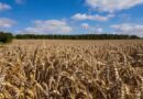 France Reauthorizes Banned Herbicide Triallate for 120 Days in Winter Barley, Triggering Legal Challenge