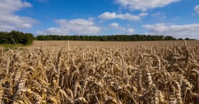 France Reauthorizes Banned Herbicide Triallate for 120 Days in Winter Barley, Triggering Legal Challenge France Reauthorizes Banned Herbicide Triallate for 120 Days in Winter Barley, Triggering Legal Challenge