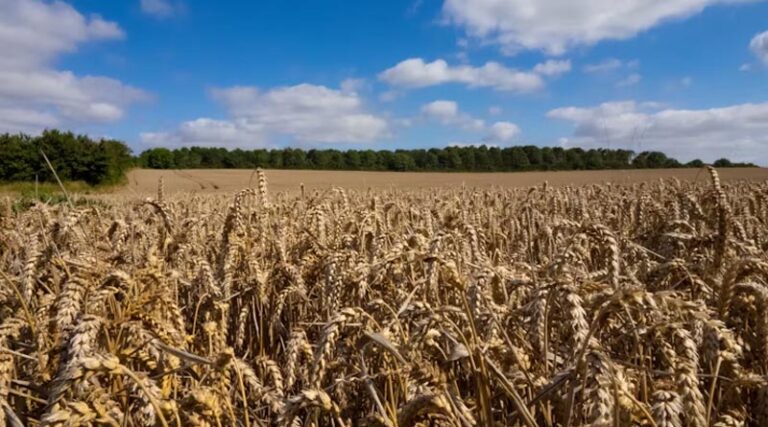 France Reauthorizes Banned Herbicide Triallate for 120 Days in Winter Barley, Triggering Legal Challenge