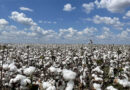 GM Crops India’s Policy Dilemma Amid a Rapidly Changing Global Agriculture Landscape