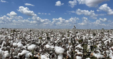 GM Crops India’s Policy Dilemma Amid a Rapidly Changing Global Agriculture Landscape