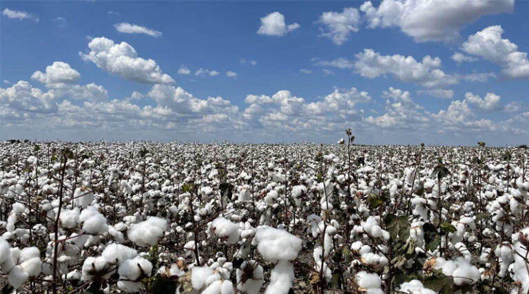 GM Crops India’s Policy Dilemma Amid a Rapidly Changing Global Agriculture Landscape