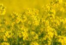Gene Map of Mustard's Self-Rejection System Could Fast-Track India's Hybrid Oilseed Breeding