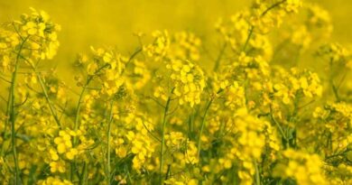 Gene Map of Mustard's Self-Rejection System Could Fast-Track India's Hybrid Oilseed Breeding
