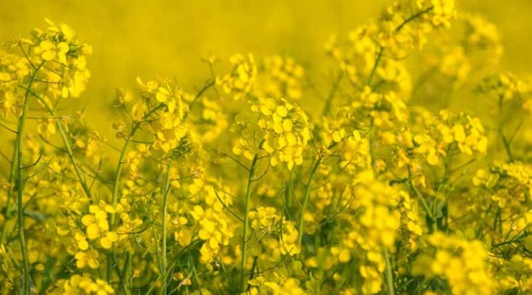 Gene Map of Mustard's Self-Rejection System Could Fast-Track India's Hybrid Oilseed Breeding