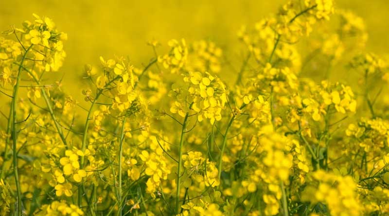 Gene Map of Mustard's Self-Rejection System Could Fast-Track India's Hybrid Oilseed Breeding