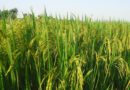 Gene-Stacked Rice Lines Show Up to 82% Yield Gain Under Drought