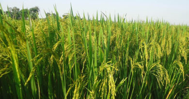 Gene-Stacked Rice Lines Show Up to 82% Yield Gain Under Drought