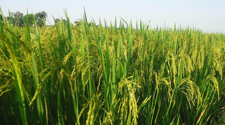Gene-Stacked Rice Lines Show Up to 82% Yield Gain Under Drought