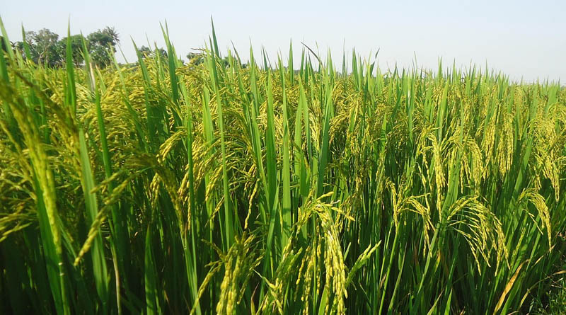 Gene-Stacked Rice Lines Show Up to 82% Yield Gain Under Drought