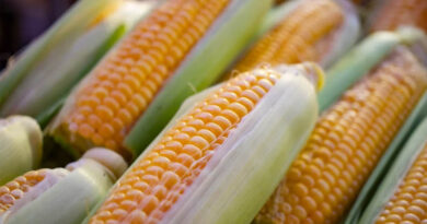 Genetically Engineered Crops Are Quietly Making US Farms More Climate-Resilient, Study Finds
