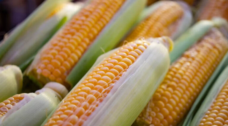 Genetically Engineered Crops Are Quietly Making US Farms More Climate-Resilient, Study Finds