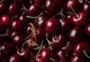 German Study Finds Autumn Spray Can Delay Cherry Bloom and Cut Frost Damage