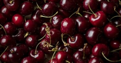 German Study Finds Autumn Spray Can Delay Cherry Bloom and Cut Frost Damage