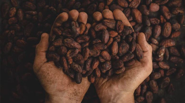 Ghana Proposes 6 Percent Cocoa Price Hike, Raising Fresh Smuggling Concerns