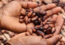Ghana's Cocoa Output Seen Falling Sharply as Ivory Coast Holds Farmgate Price