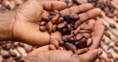 Ghana's Cocoa Output Seen Falling Sharply as Ivory Coast Holds Farmgate Price