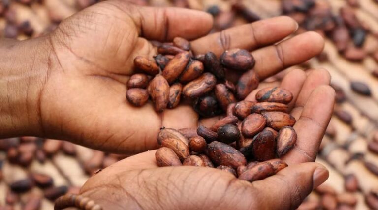 Ghana's Cocoa Output Seen Falling Sharply as Ivory Coast Holds Farmgate Price